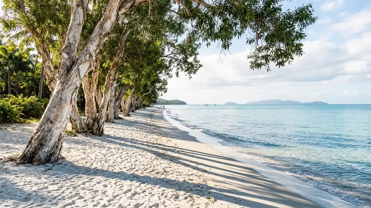 Melaleuca trees lining Palm Cove beach tropical north Queensland