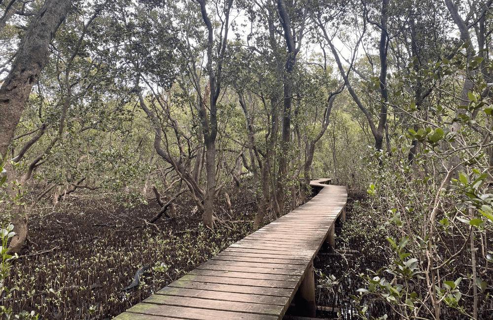 Lane Cove Mangrove Walkway