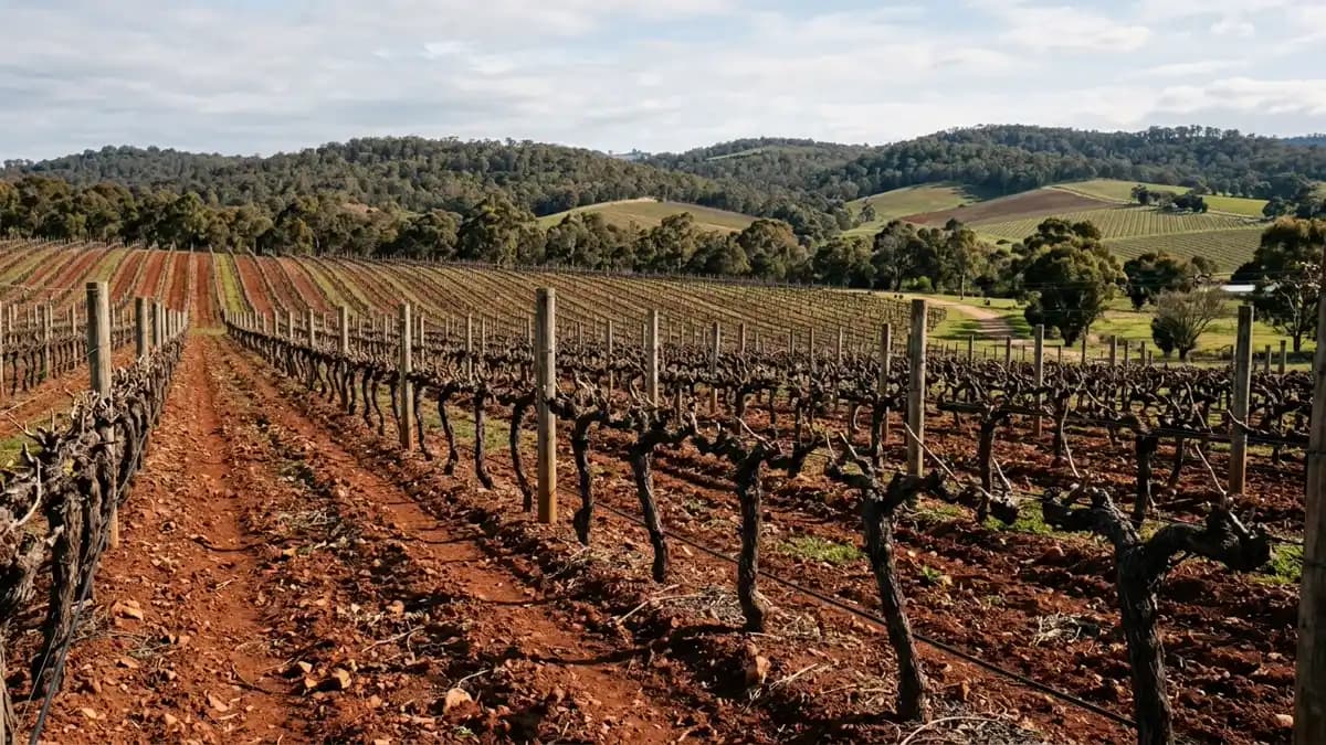 Heathcote vineyard with red Cambrian soils in central Victoria shiraz wine region