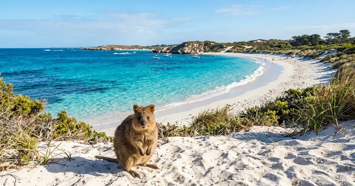 Rottnest Island beach with quokka, Western Australia