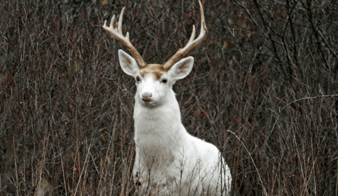 White Deer Tours