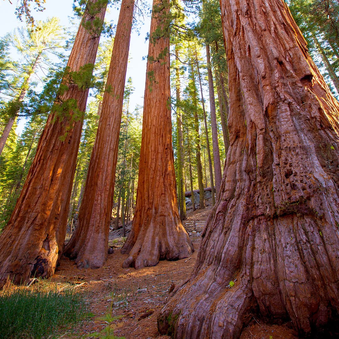 Bachelor and Three Graces